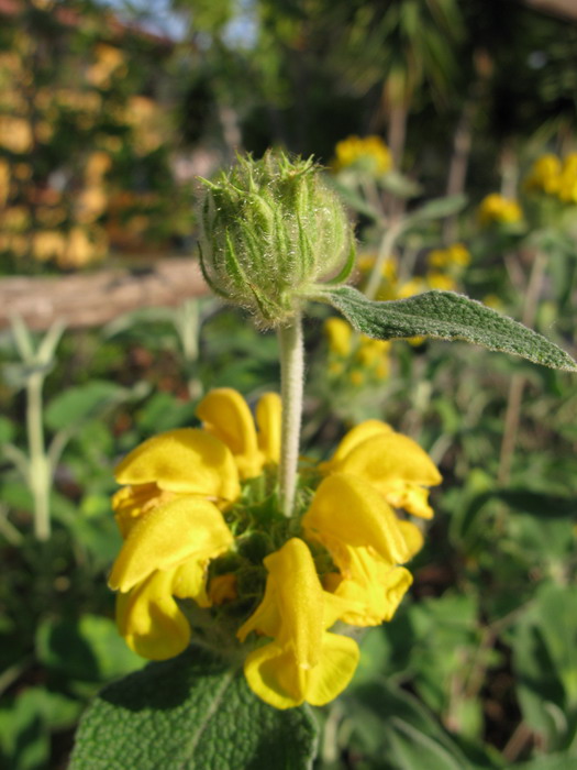 Phlomis fruticosa